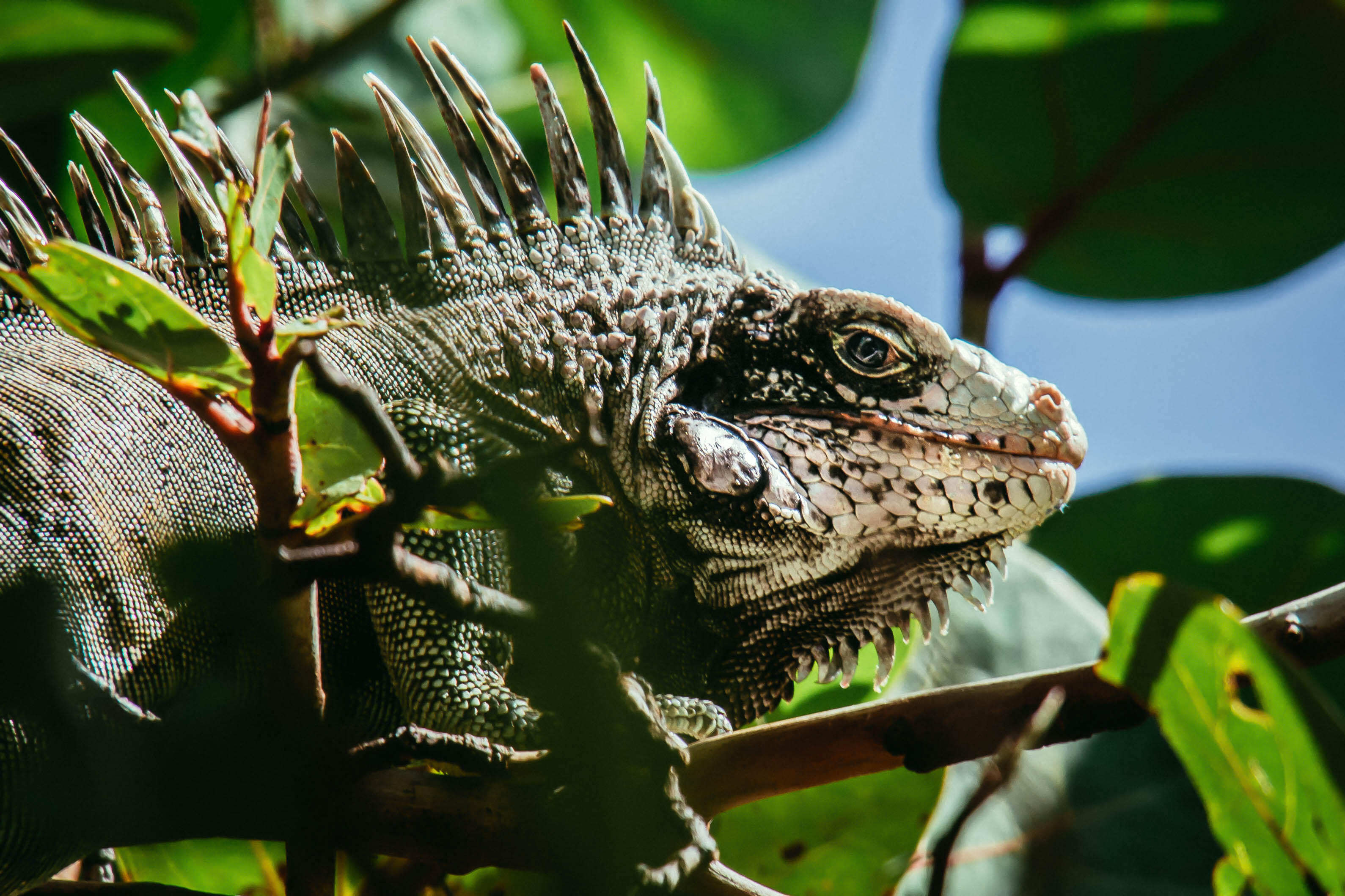 (Virgin Islands) Wild iguana