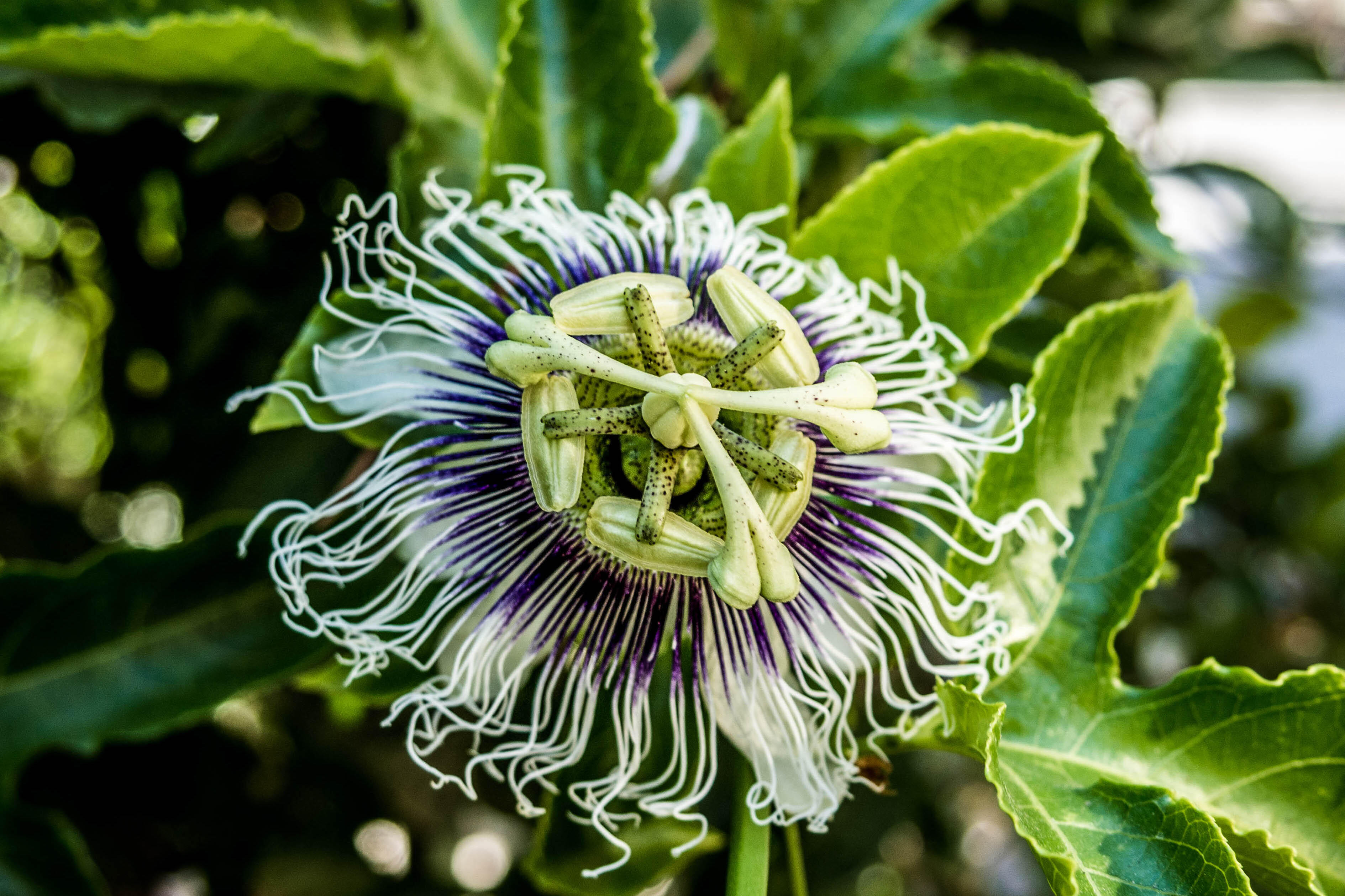 (Ramallah, Palestine) Passion flower