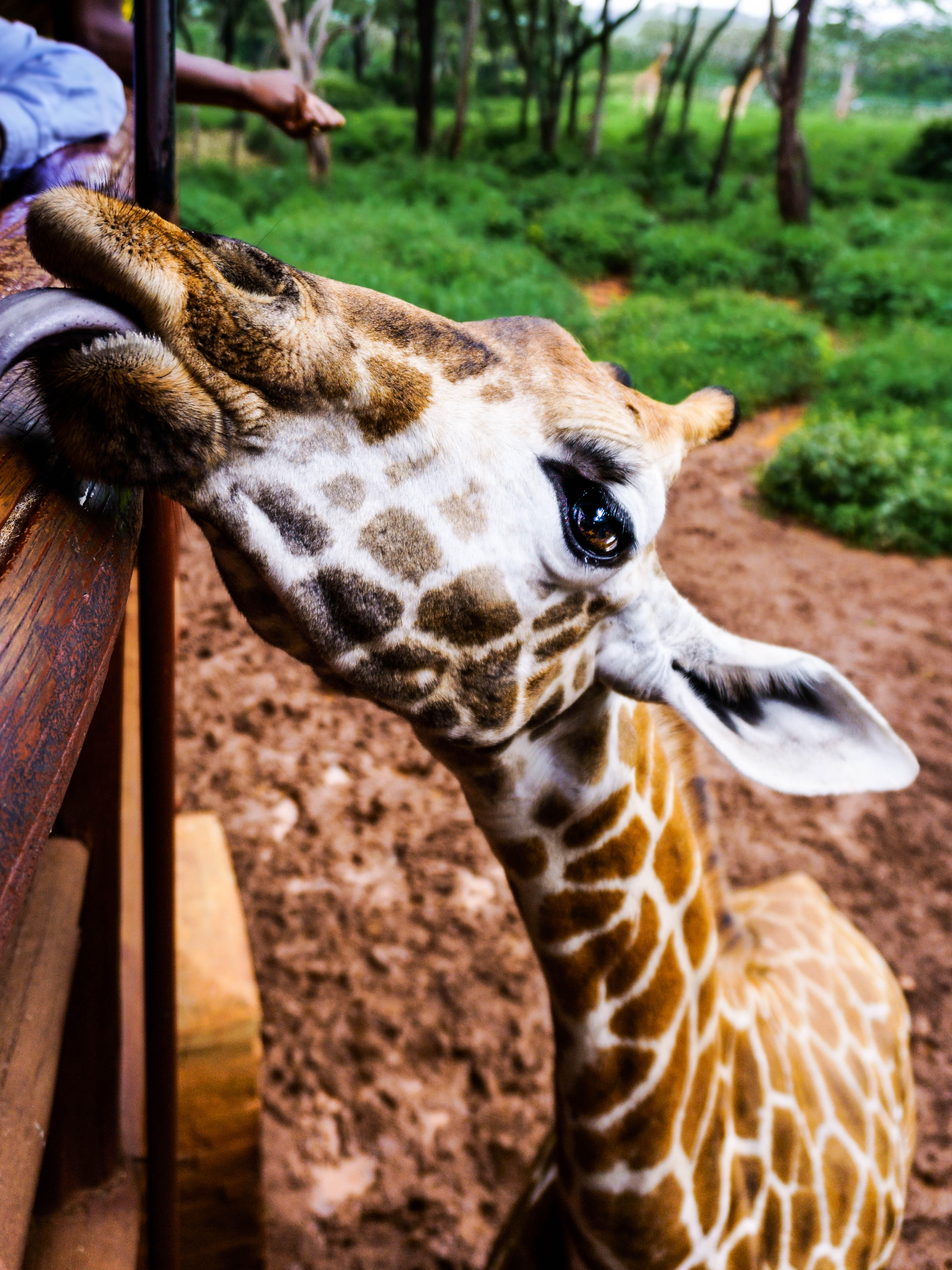 (Nairobi, Kenya) Infant Giraffe at the Giraffe Center 